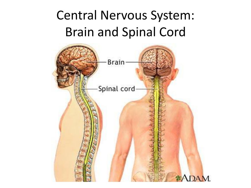 Центральный отдел нервной системы спинной мозг. Головной и спинной мозг. Центральная нервная система человека. Центральная нервная система (ЦНС). Спинной мозг и головной мозг.