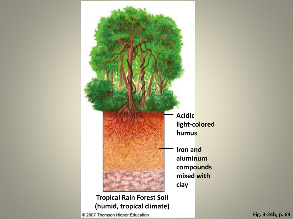 Под влажными экваториальными лесами формируются почвы обладающие. Почва в экваториальных лесах. Почвы влажных экваториальных лесов. Влажные тропические леса почва. Почва тропического леса.