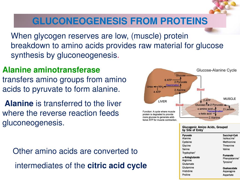 PPT - GLUCONEOGENESIS PowerPoint Presentation, Free Download - ID:4291748