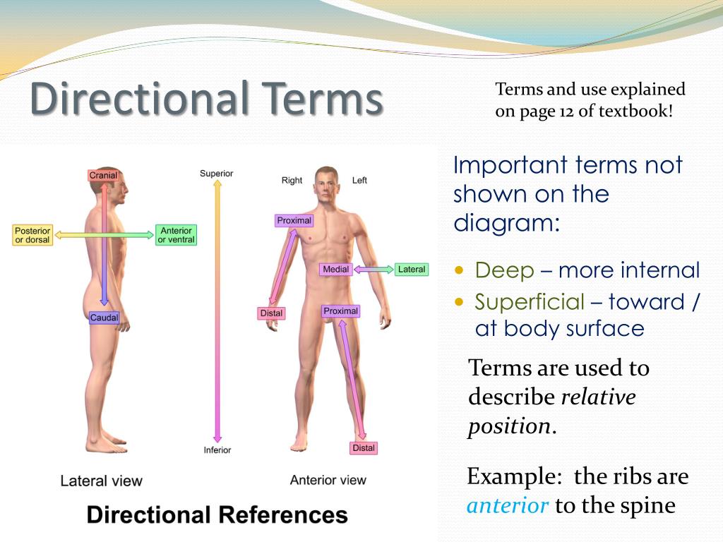 Ppt Body Organization Directional Terms Regions Sections Planes