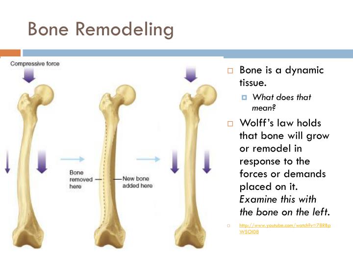 Bone Growth Repair PowerPoint Presentation Biology Diagrams