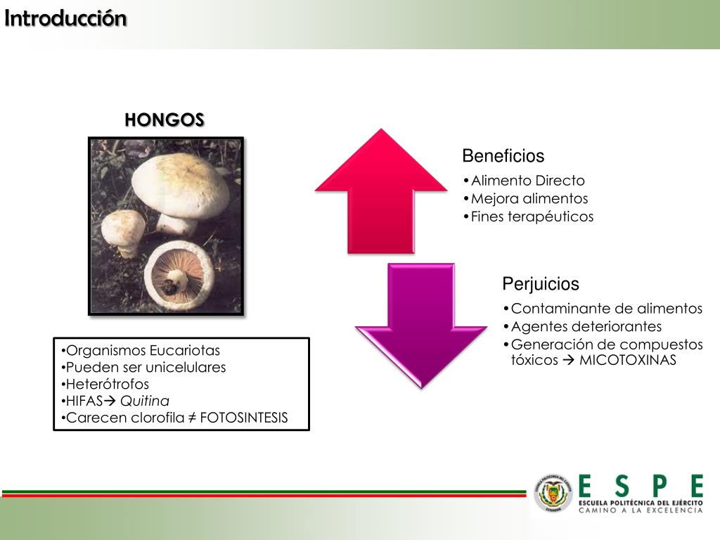 PPT - DEPARTAMENTO DE CIENCIAS DE LA VIDA INGENIERÍA EN BIOTECNOLOGÍA  PowerPoint Presentation - ID:4293283