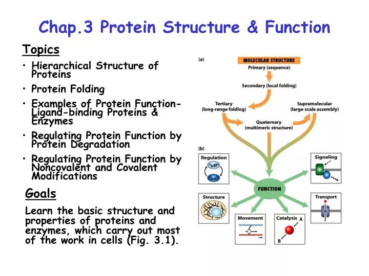 Schematic presentation of functional and structural 