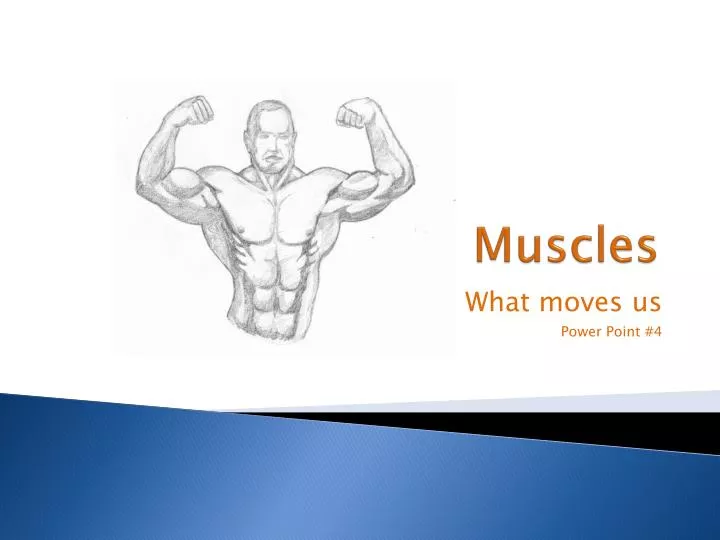 muscles n.