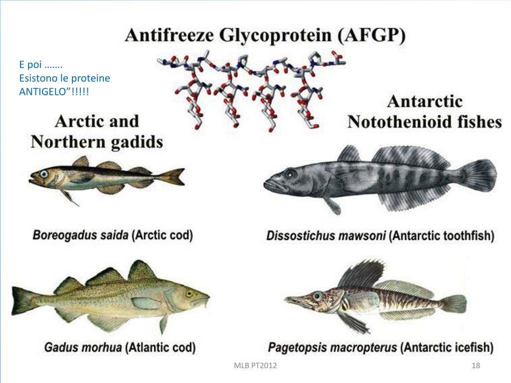 PPT Studiare Le Scienze Polari Per Capire Il Caso Delle Proteine PPT Studiare Le Scienze Polari Per Capire Il Caso Delle Proteine