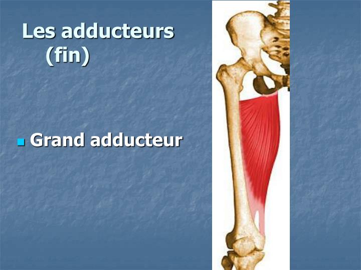 PPT LA HANCHE PowerPoint Presentation ID4296036 — free download