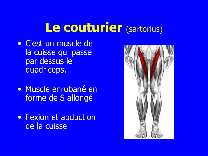PPT Les Muscles De La Cuisse PowerPoint Presentation ID 4296038 ppt-les-muscles-de-la-cuisse-powerpoint-presentation-id-4296038