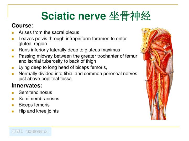 PPT - Gluteal Region and Posterior Region of Thigh and Leg ...
