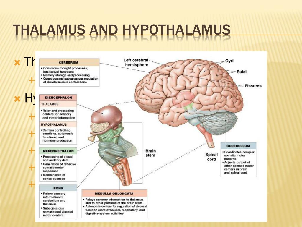 PPT - Unit 7 – The Nervous System PowerPoint Presentation, free