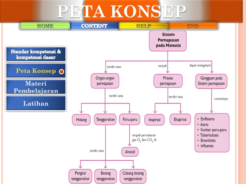 PPT SISTEM  PERNAPASAN PADA MANUSIA PowerPoint 