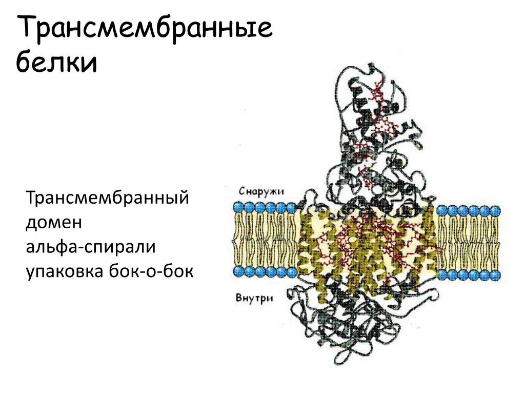 Домен доменные белки. Трансмембранные белки мембраны. Трансмембранные белки биохимия. Трансмембранная Альфа спираль. Строение трансмембранных белков.