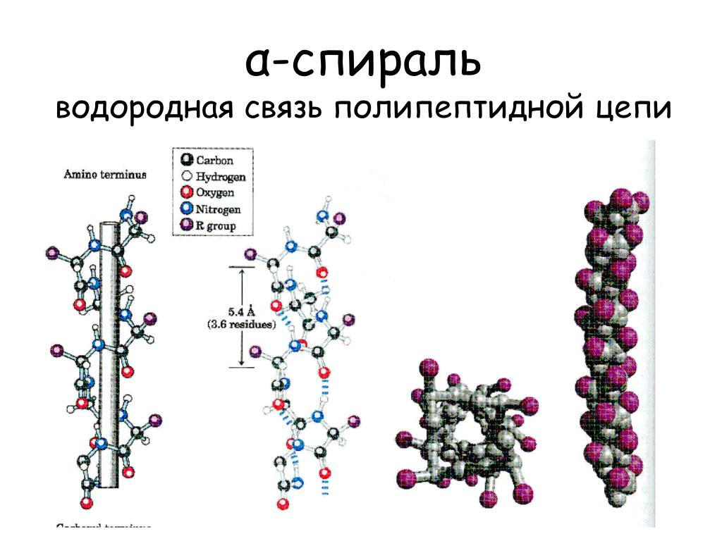 Полипептидные связи белков. Полипептидная цепь. Водородная спираль. Модификация n конца полипептидной цепи.