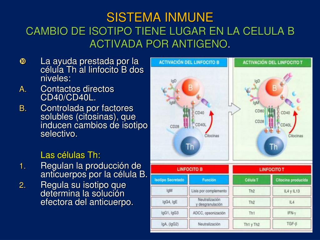 PPT - SISTEMA INMUNE PowerPoint Presentation, Free Download - ID:4300151