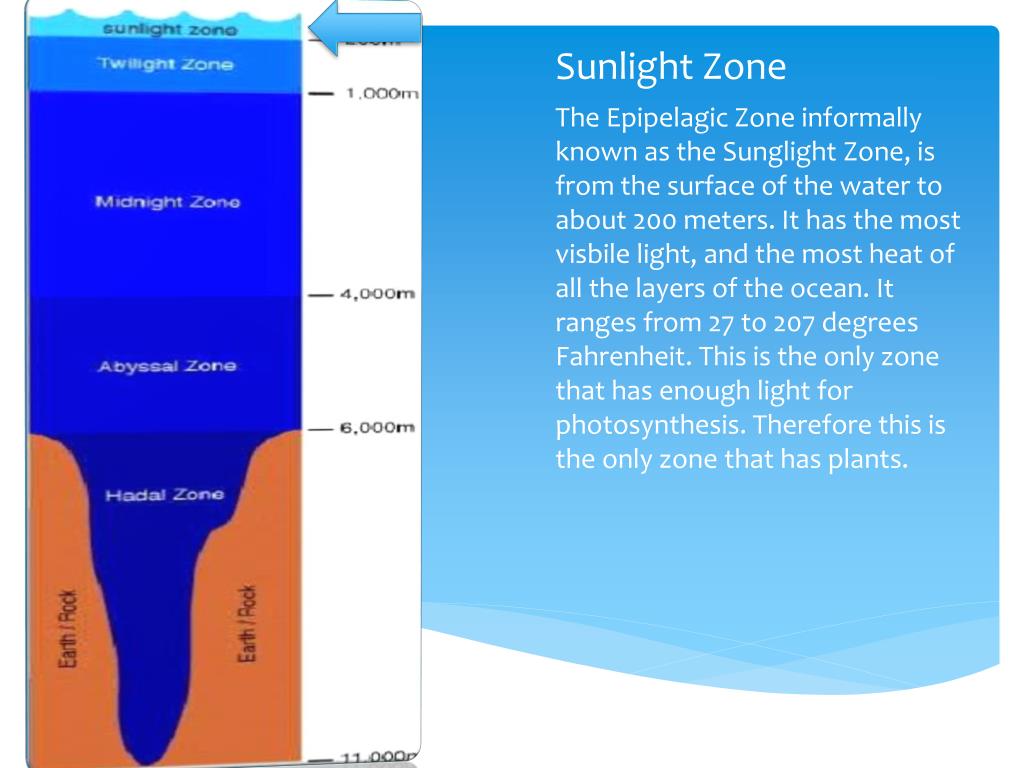 PPT Under The Sea PowerPoint Presentation Free Download ID 4301599 PPT Under The Sea PowerPoint Presentation Free Download ID 4301599