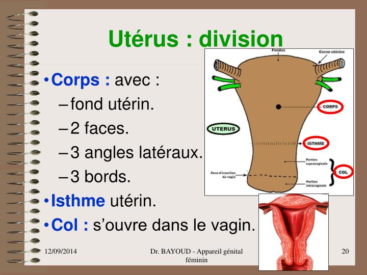 PPT APPAREIL GENITAL FEMININ PowerPoint Presentation ID4303043