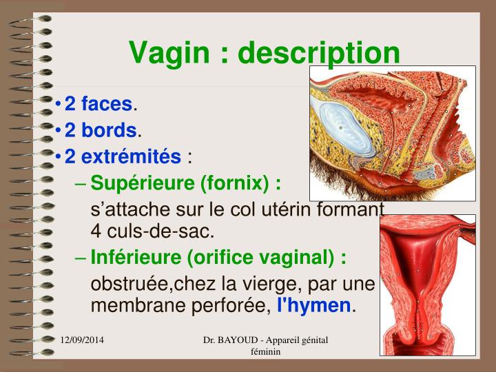 PPT APPAREIL GENITAL FEMININ PowerPoint Presentation ID4303043