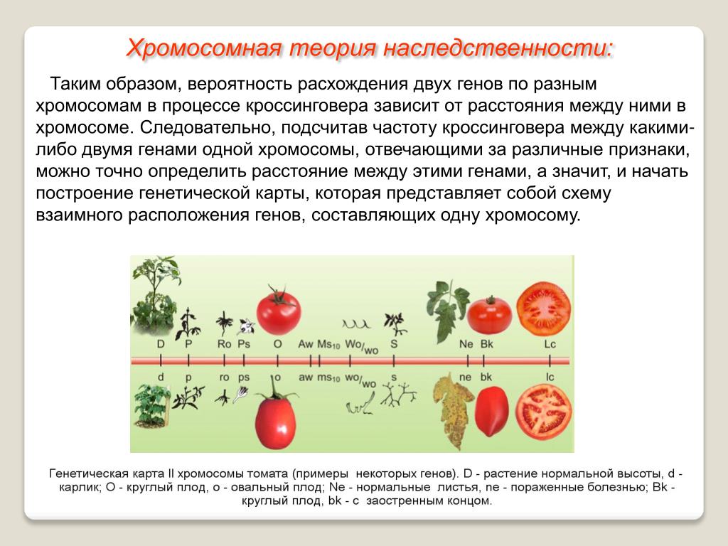 Хромосомная Теория Наследственности Презентация