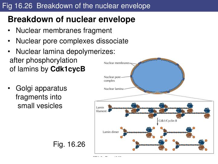 Chapt. 16 Eukaryotic Cell cycle; Chapt. 17 Stem cells PowerPoint ... Biology Diagrams