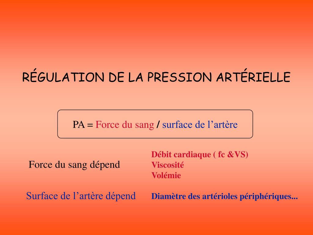 PPT - RÉGULATION DE LA PRESSION ARTÉRIELLE PowerPoint Presentation, free  download - ID:4304355