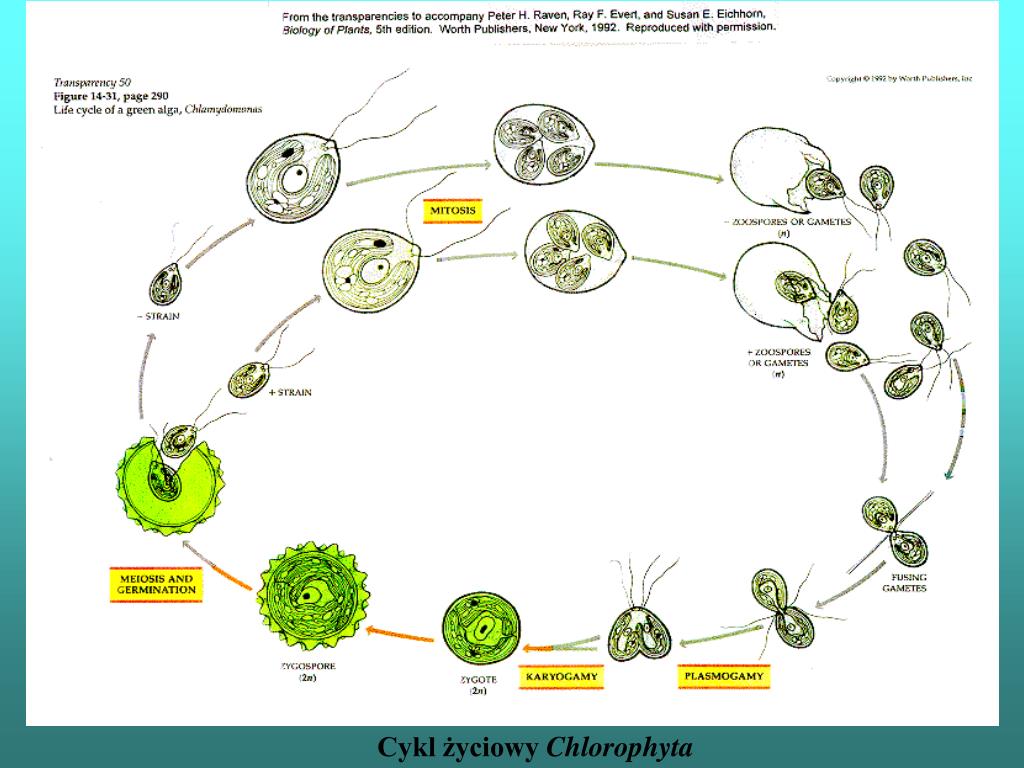 Жизненные стадии водорослей. Жизненный цикл водорослей хламидомонада. Цикл развития хламидомонады схема. Цикл размножения хламидомонады. Размножение и жизненный цикл вольвокса.