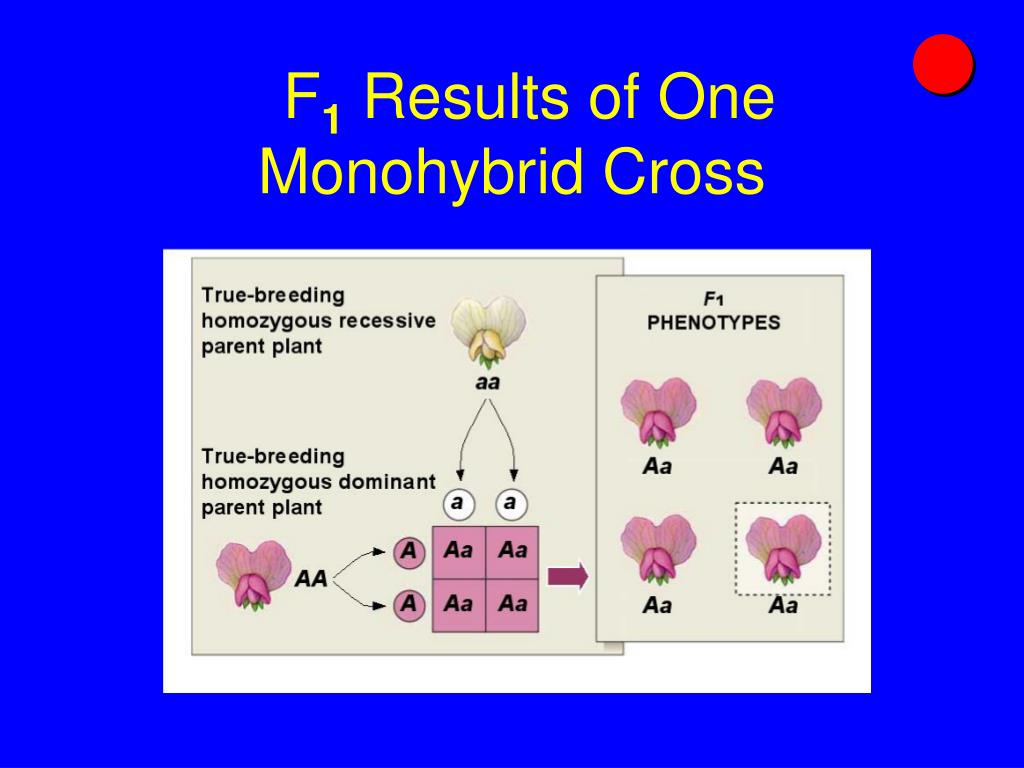 Monohybrid. Monohybrid Cross. Monohybrid Flouse. Моногибрид дегеніміз не.