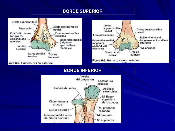 PPT - ARTICULACIÓN DEL CODO PowerPoint Presentation - ID:4306669