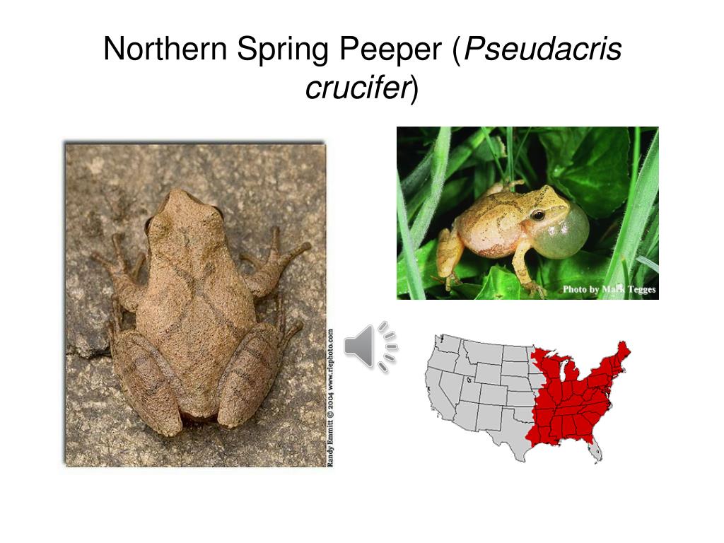 Northern Spring Peeper Classification System PPT - Plains Spadefoot: Spea bombifrons (Cope) PowerPoint Presentation ...