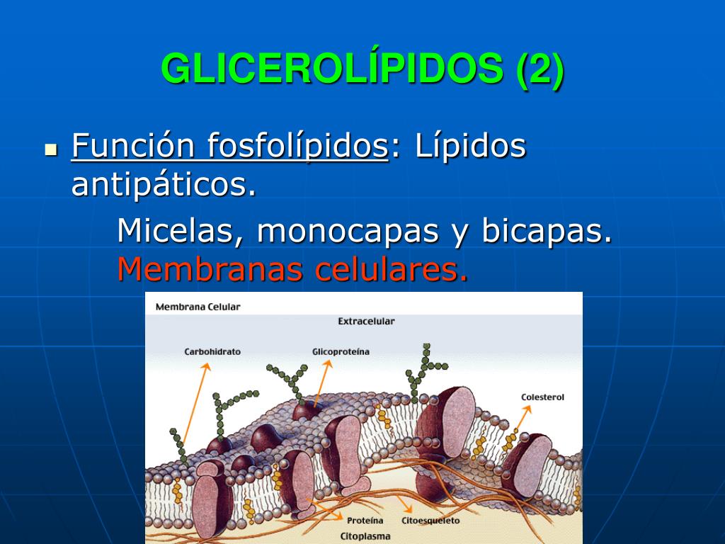 PPT LÍPIDOS PowerPoint Presentation, free download ID