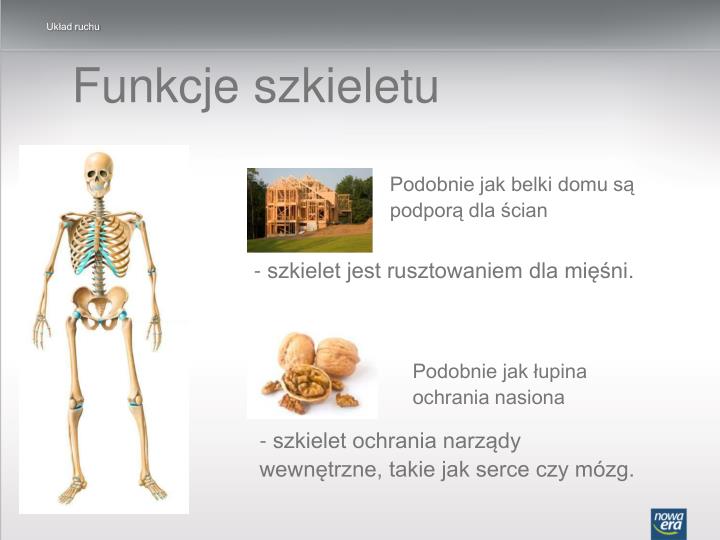 Ogólna Budowa I Funkcje Szkieletu PPT - Układ ruchu PowerPoint Presentation - ID:4308782