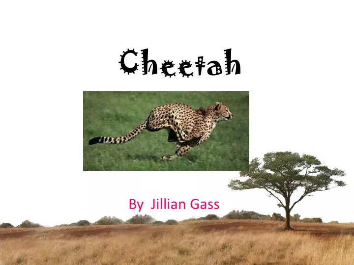 cheetah n.