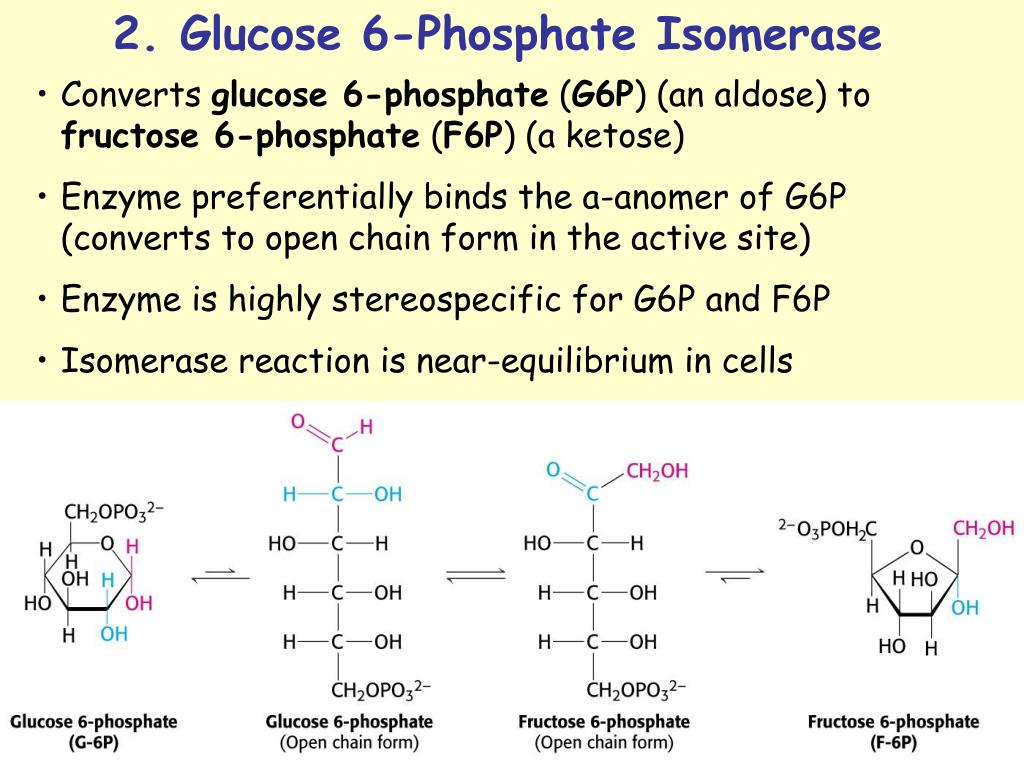 Фруктоза ферменты. Glucose 6-phosphate to glucose. Фосфатфруктощаизомераза. Глюкозамин 6 фосфат. Glucose-1-phosphate.