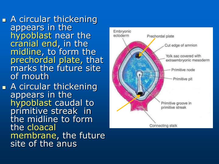 PPT - Bilaminar & Trilaminar Embryonic Disc PowerPoint Presentation ...