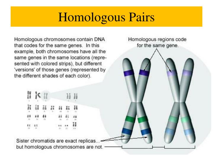 PPT - Chromosomes & Cell Cycle SDK October 1, 2013 PowerPoint ...