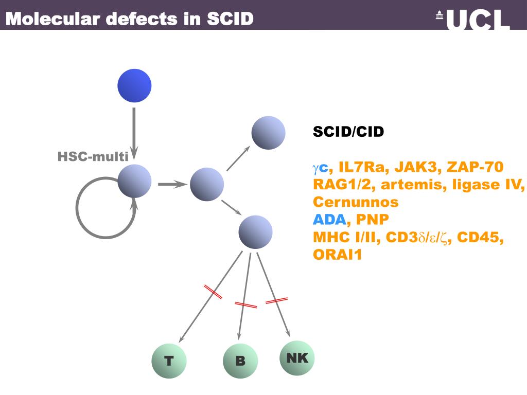 gene therapy scid gene therapy scid