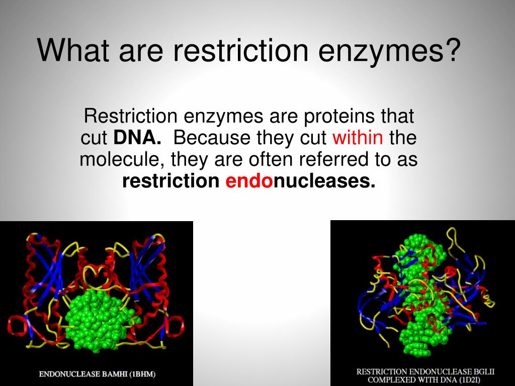 PPT Restriction Enzymes PowerPoint Presentation Free Download ID 