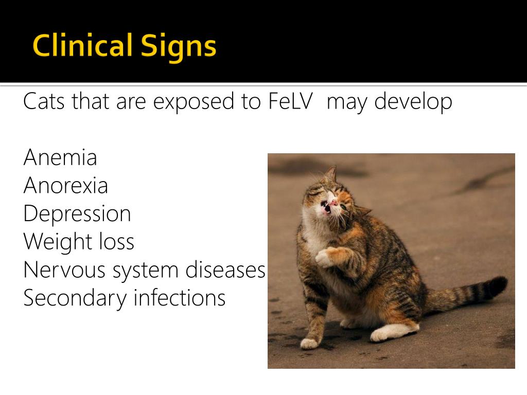 PPT - Feline Leukemia Virus PowerPoint Presentation, free download - ID