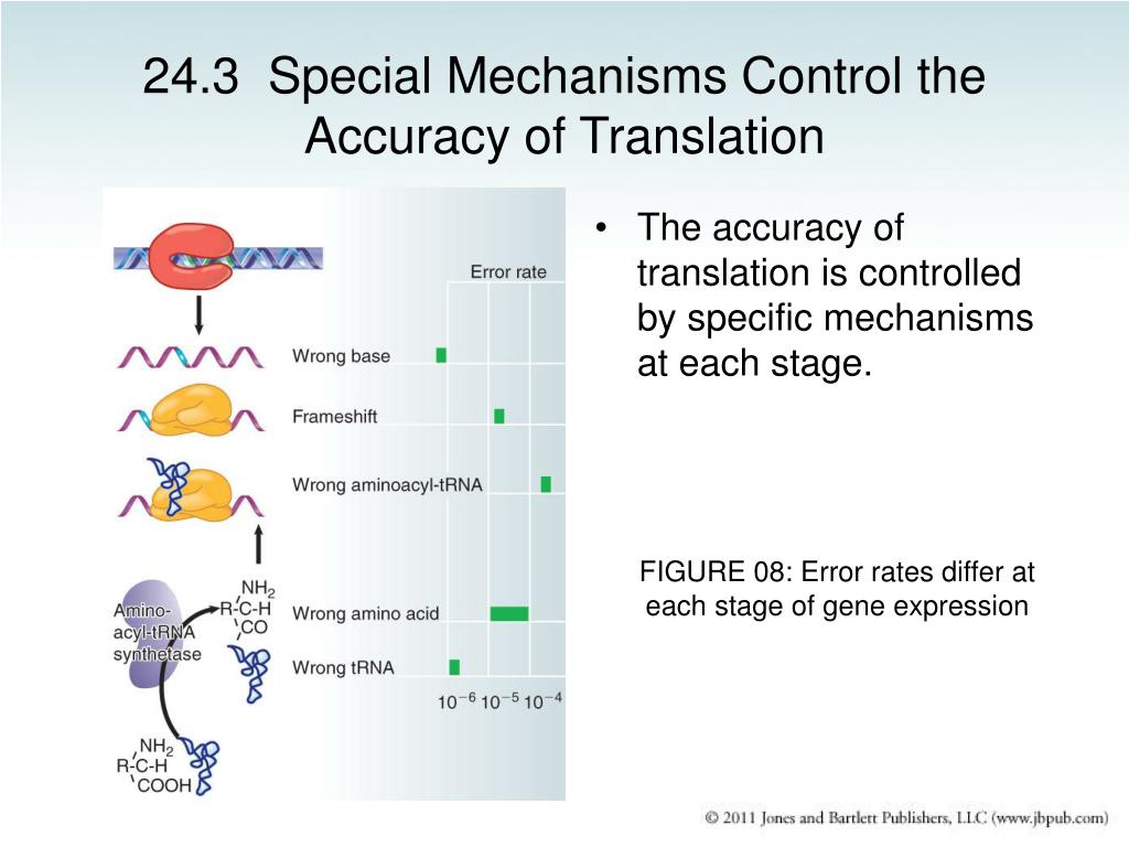PPT - Chapter 24 Translation PowerPoint Presentation, free download - ID:4319131