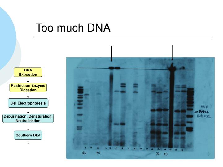 Remarkable, amusing msds for salmon sperm dna life Think, msds for salmon sperm dna opinion