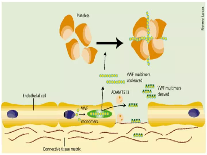 PPT ASPIRIN ↓ Cox inhibition ↓ (PROSTACYCLIN) PGI 2 & TXA 2