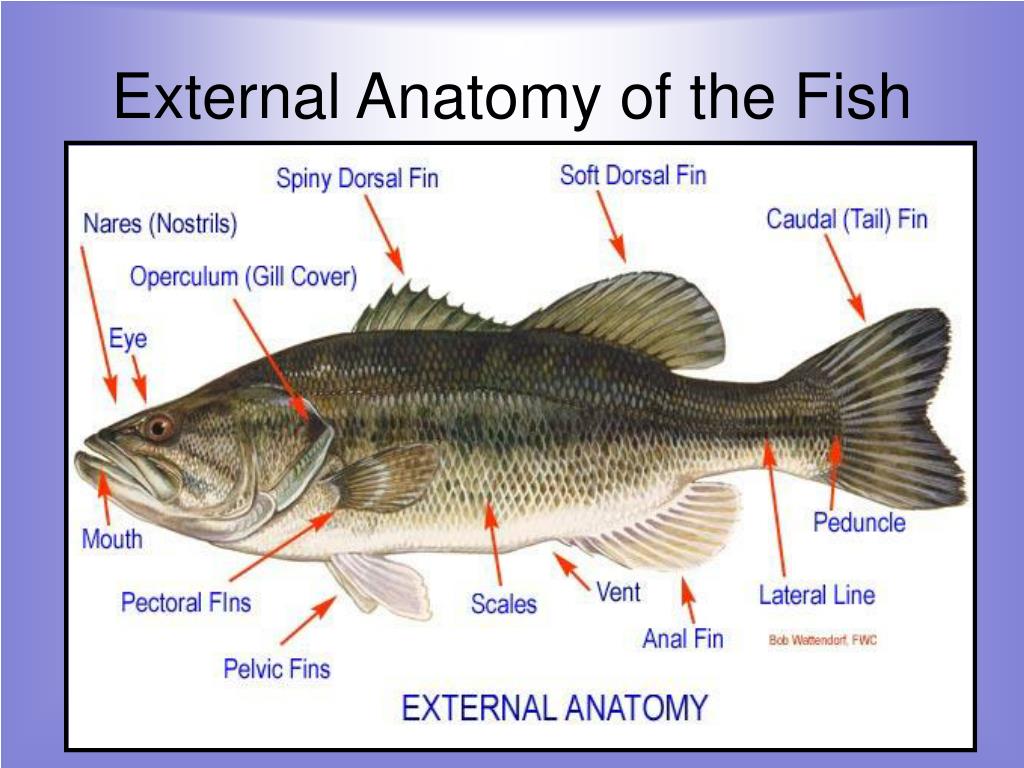 External Anatomy Of A Fish - Anatomy Drawing Diagram