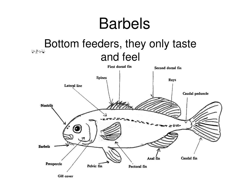 fish reproductive system diagram