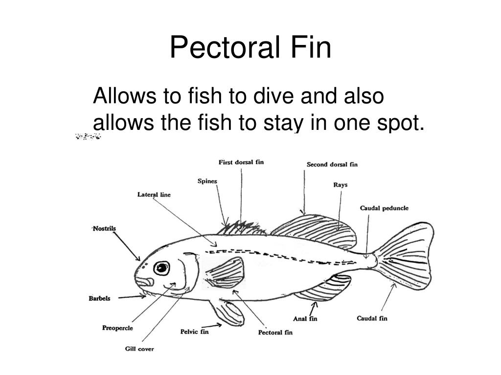 PPT - Parts of the Fish and the Function PowerPoint Presentation