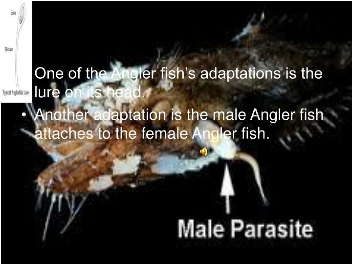 PPT ANGLER FISH PowerPoint Presentation ID4323640