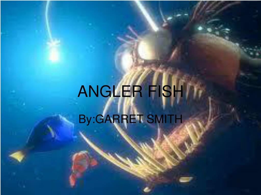 PPT - ANGLER FISH PowerPoint Presentation, free download - ID:4323640
