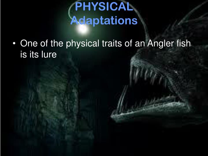 PPT ANGLER FISH PowerPoint Presentation ID4323640