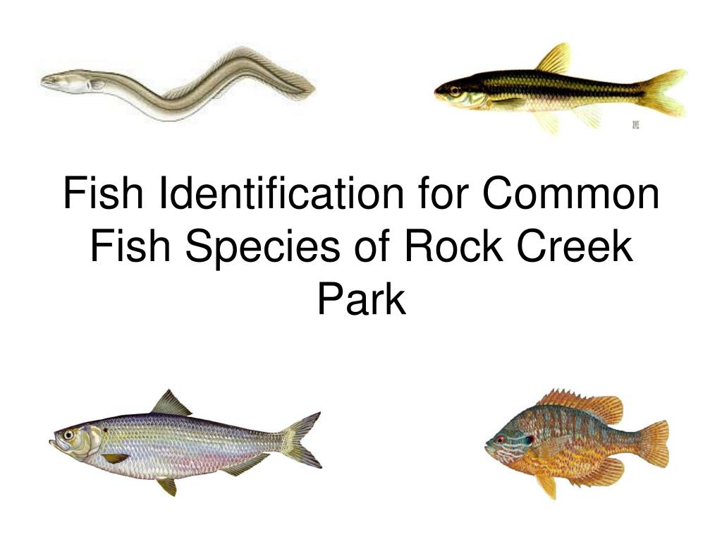 PPT - Fish Identification for Common Fish Species of Rock Creek Park  PowerPoint Presentation - ID:4323682