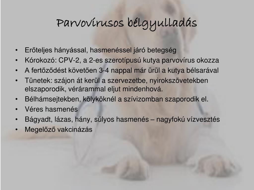 PPT - A kutyák betegségei PowerPoint Presentation, free download -  ID:4325751