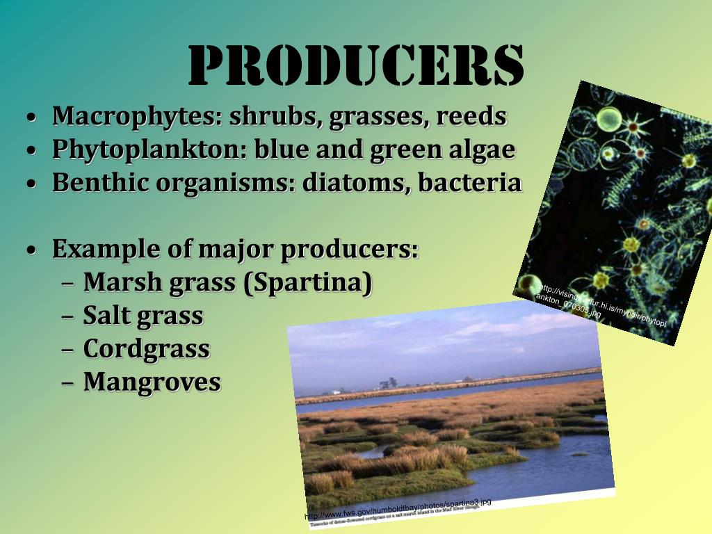 What Are The Primary Producers In Estuaries