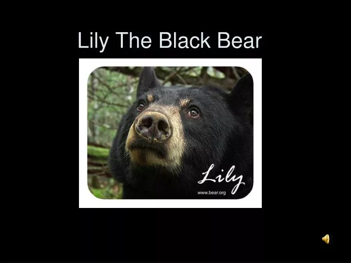 lily the black bear n.