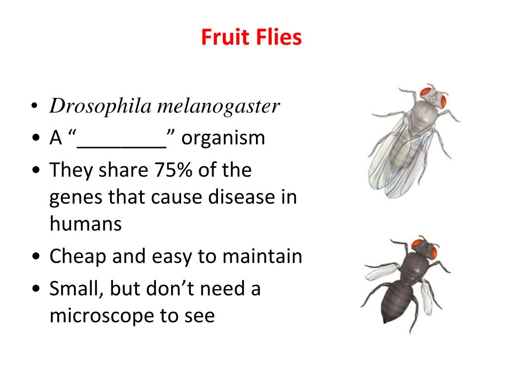 Fruit Flies.